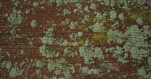 MOLD